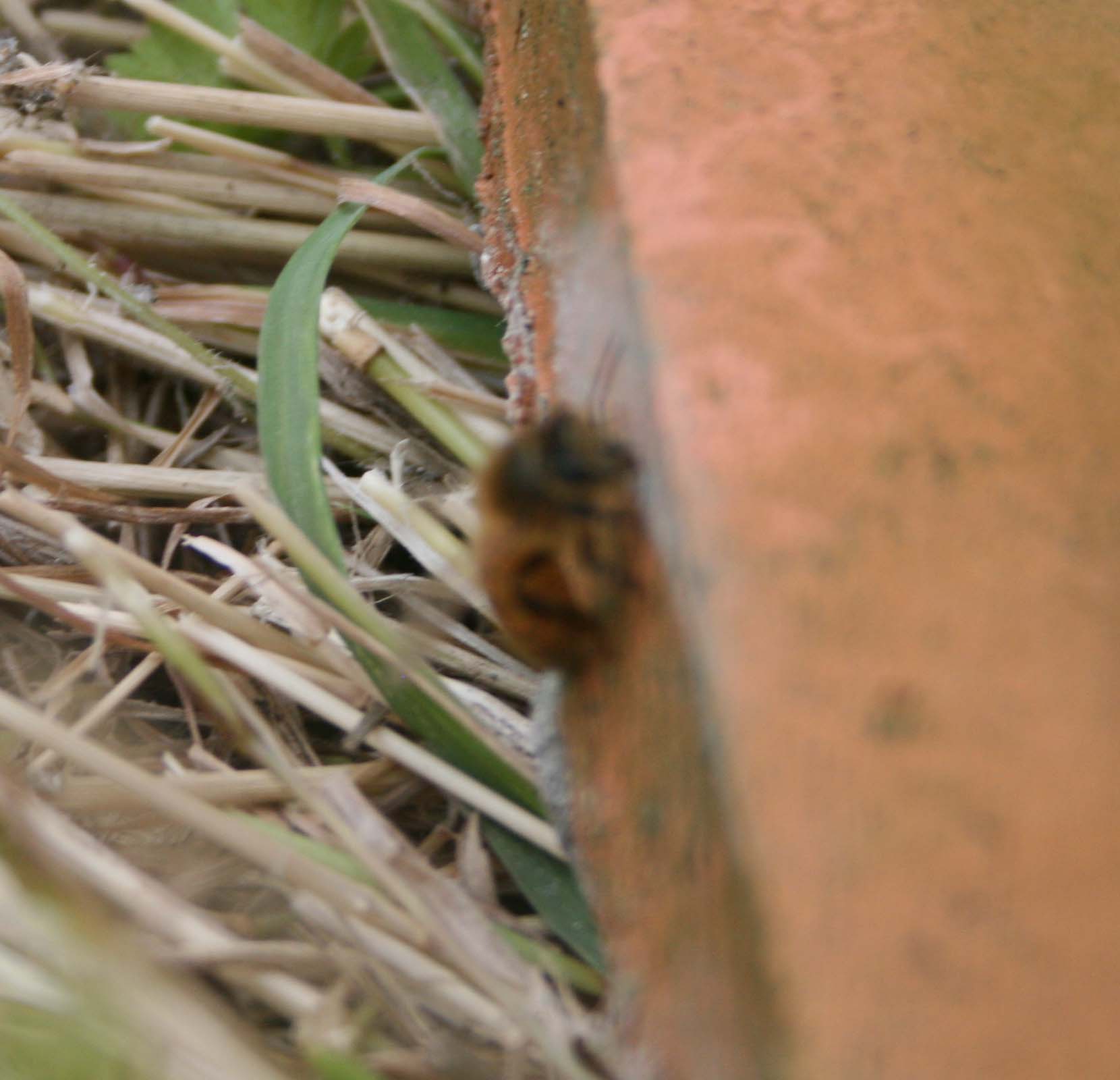 wasps-attacking-bees 072a.jpg